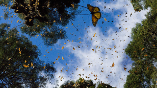 No, This Isn't Lisa Frank, it's Goddamned Actual Butterflies